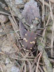 Cicindela sylvicola