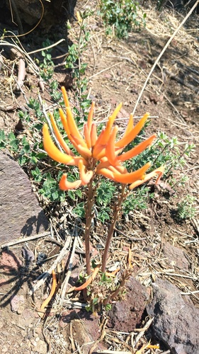 Erythrina leptorhiza, photograph 3