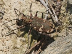 Cicindela sylvicola