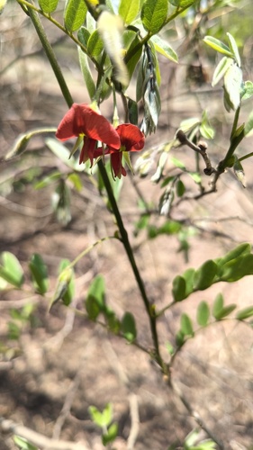 Brongniartia intermedia, photograph 3