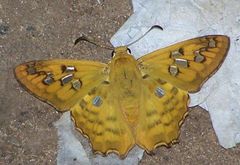 Myscelus amystis