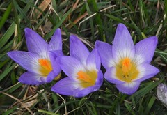 Crocus sublimis