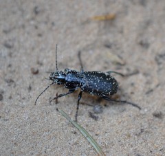 Pterostichus aethiops