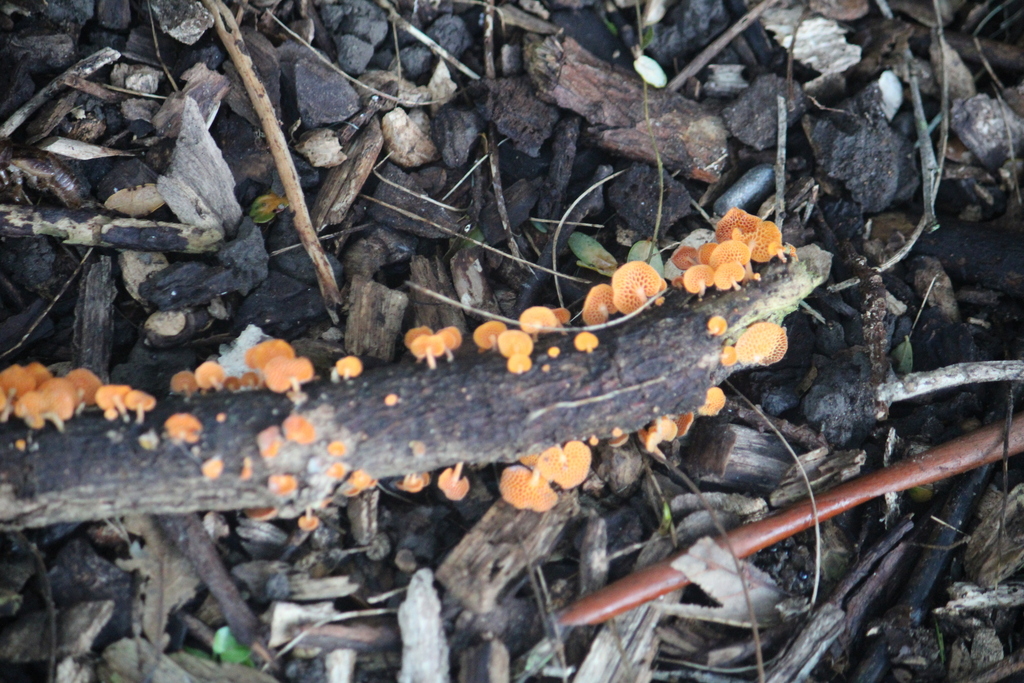 Favolaschia claudopus · April 2026 · photo: © jack12347 (iNaturalist, cc0)