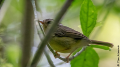 Basileuterus melanotis