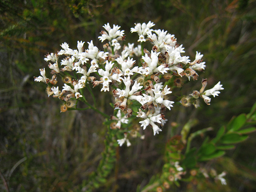 Conospermum ellipticum