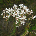 Conospermum ellipticum - Photo (c) John Tann, alguns direitos reservados (CC BY)