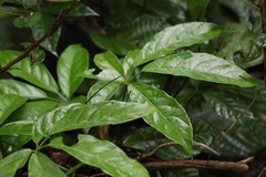 Tetrastigma planicaule