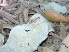 Ptecticus elongatus