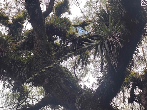 Tillandsia pastensis, photograph 6