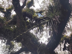 Tillandsia pastensis, photograph (c) Cajá-manga, some rights reserved (CC BY)