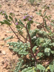 Phacelia coerulea