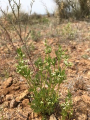 Spermolepis lateriflora