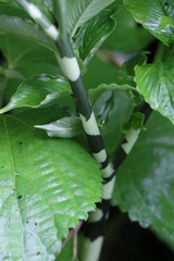 Amorphophallus dunnii, photograph author not stated, no rights reserved