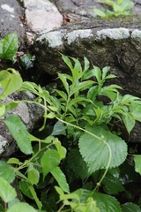 Amorphophallus dunnii, photograph author not stated, no rights reserved