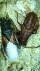 Oxycarenus lavaterae