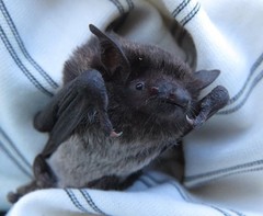 Myotis albescens
