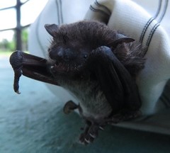 Myotis albescens