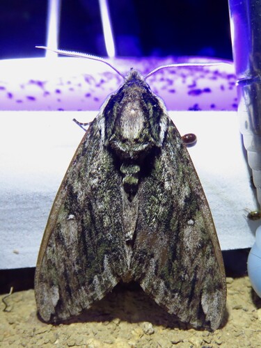 Hagen's Sphinx photo 5