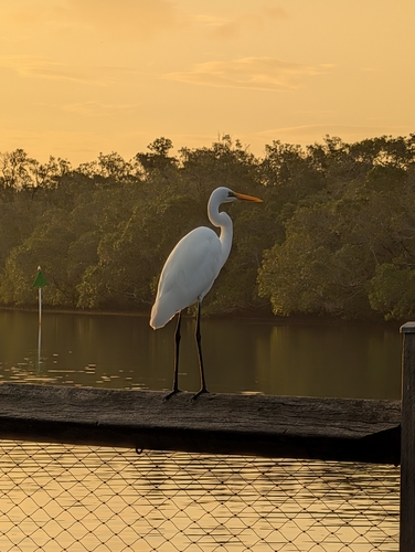 Great Egret