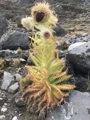 Cirsium nivale