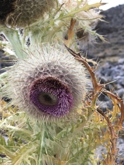 Cirsium nivale