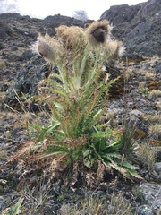 Cirsium nivale