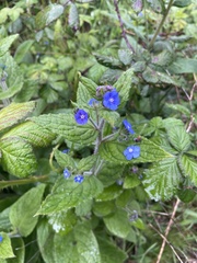 Pentaglottis sempervirens