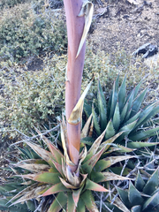 Agave mckelveyana