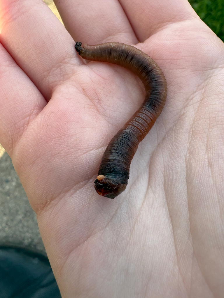 Wisconsin Earthworm Lumbricid Earthworms from E Fifth St, Marshfield, WI, US on April 28 ...