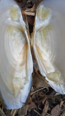 Unio elongatulus