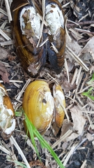 Unio elongatulus