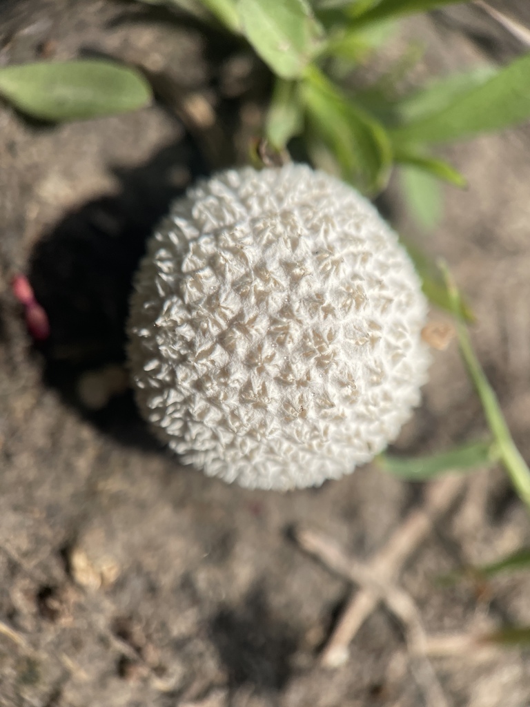 Lycoperdon marginatum · April 2026 · photo: © nathanmayflower (iNaturalist, cc-by)