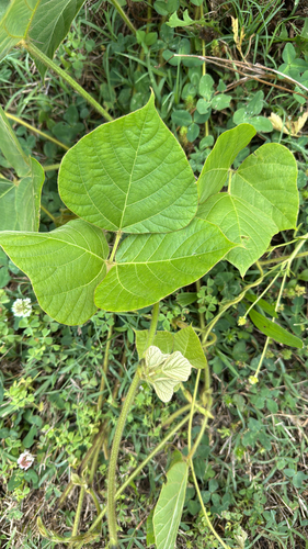 Kudzu