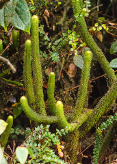 Phlegmariurus firmus