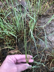 Eleocharis compressa