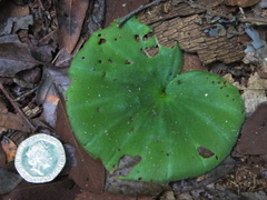 Nervilia