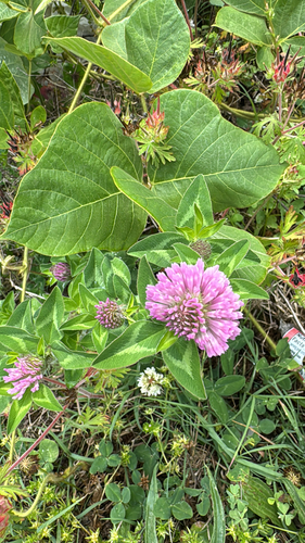 Clover