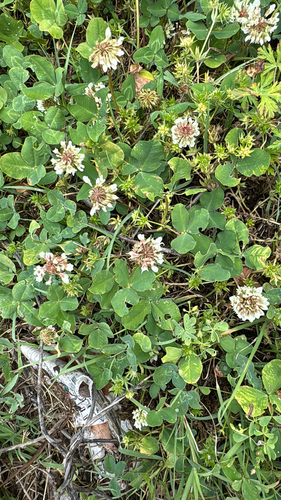 white clover