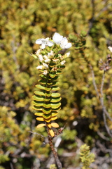 Veronica macrantha brachyphylla