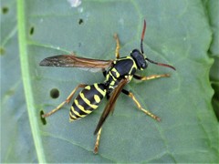Polistes