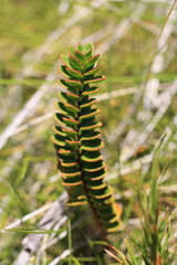 Veronica macrantha brachyphylla
