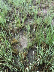 Eleocharis compressa