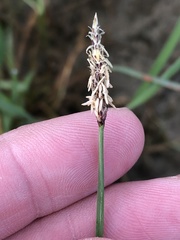 Eleocharis compressa