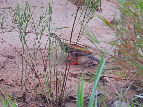 iNaturalist image