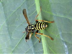 Polistes