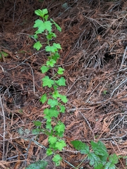 Ribes divaricatum