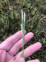 Alopecurus carolinianus