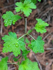 Ribes divaricatum