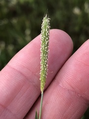 Alopecurus carolinianus